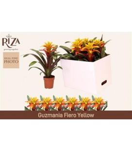 Guzmania Fiero Yellow Ø 12 h 40