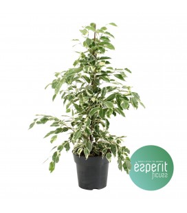 Ficus Be Twilight Ø 17 h 70