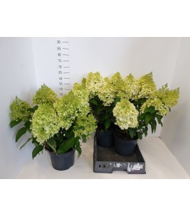 Hydrangea paniculLiv Sug rush Ø 23 