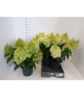 Hydrangea paniculLiv Sug rush Ø 23 