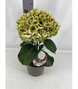 Hortensia fusion Ø 21 h 30