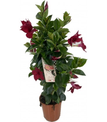 Mandevilla Bras Brill red Ø 17 h 60