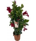 Mandevilla Bras Brill red Ø 17 h 60
