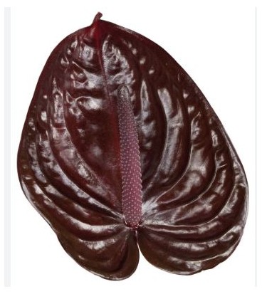 Anthurium Nero x 12