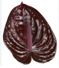 Anthurium Nero x 12