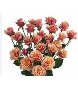 Rose Branchue Antigua 60 cm