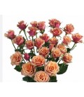 Rose Branchue Antigua 60 cm