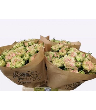 Rose Branchue Grandma Daisy 40 cm