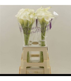 Calla White Art 70 cm
