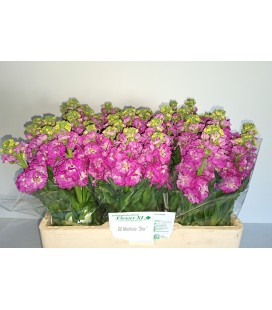 Giroflée Stox Deep rose 55 cm