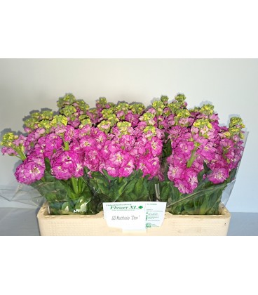 Giroflée Stox Deep rose 55 cm