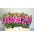 Giroflée Stox Deep rose 60 cm