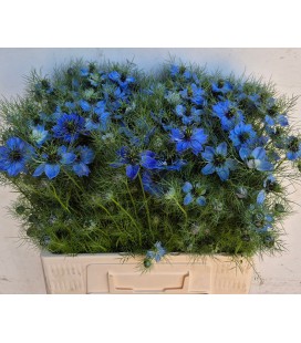 Nigelle Deep Sea Blue 60 cm