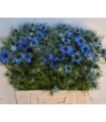 Nigelle Deep Sea Blue 60 cm