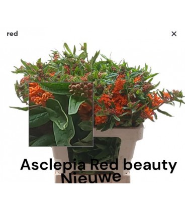 Asclepia Red Beauty 60 cm