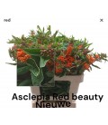Asclepia Red Beauty 60 cm