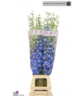 Delphinium Double Auro Blue 90 cm