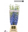 Delphinium Double Auro Blue 90 cm