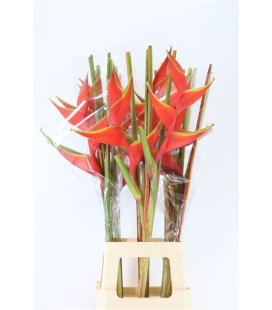 Heliconia Bihai 90 cm
