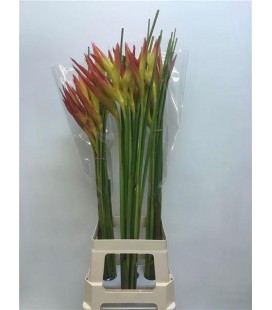 Heliconia ov 80 cm
