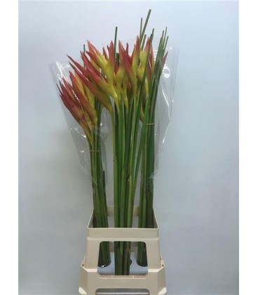 Heliconia ov 100 cm