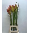 Heliconia ov 100 cm