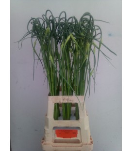 Allium sat ophioscor 65 cm