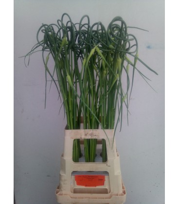 Allium sat ophioscor 65 cm