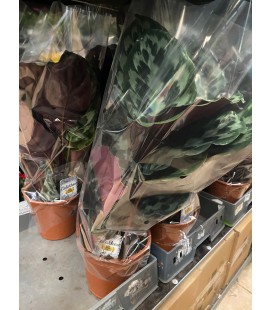 Calathea ov Ø 19