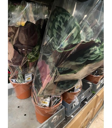 Calathea ov Ø 19