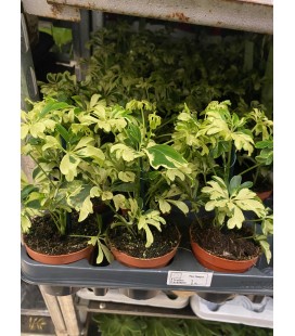 Schefflera Janine Ø 09