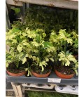 Schefflera Janine Ø 09