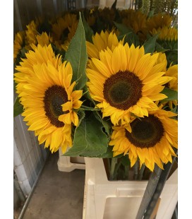 Tournesol Sunrich orange 85 cm