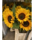 Tournesol Sunrich orange 85 cm