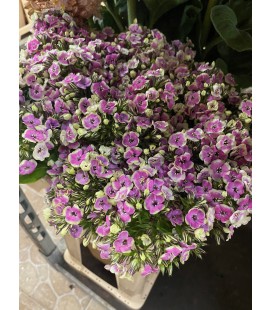 Phlox orchid yello 65 cm