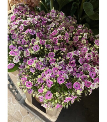 Phlox orchid yello 65 cm