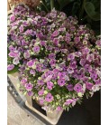 Phlox orchid yello 65 cm