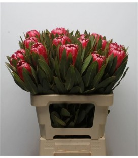 Protea Brenda 60 cm
