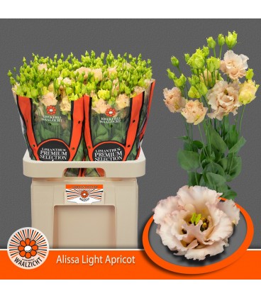 Lisianthus Alissa light apricot
