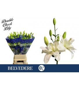 Lys Belvedere 95 cm