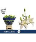 Lys Belvedere 95 cm