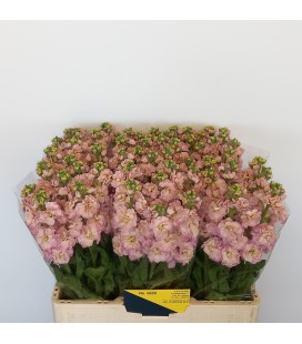 Giroflée stox champagne 55 cm