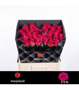 Rose Xoch ! 50 cm