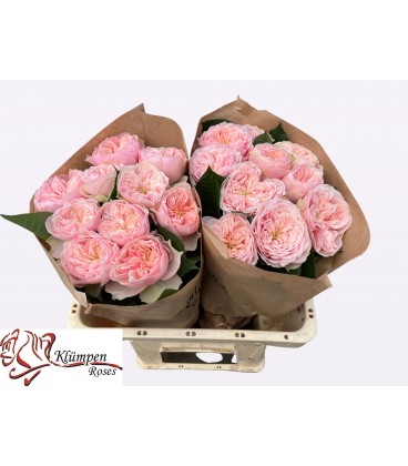 Rose Tender Love 50 cm