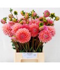 Dahlia Lindas baby 50 cm