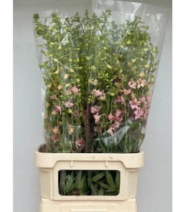 Delphinium pink sensation 80 cm