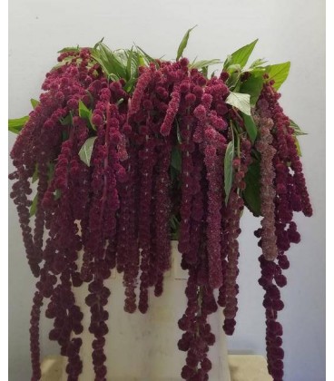 Amaranthe Rosary 80 CM