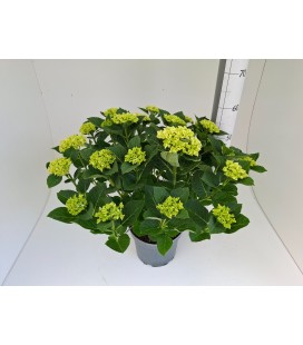 Hortensia ov Ø 23