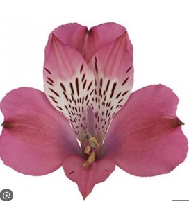 Alstromeria Bubblicious