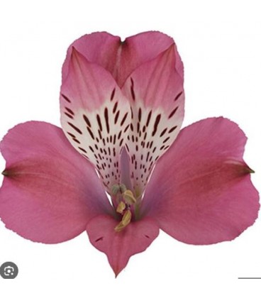 Alstromeria Bubblicious